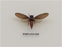 藏品(黑翅蟬)的圖片